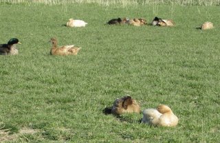 Ohadi Idaho ducks sleeping