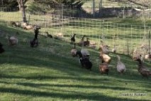 Idaho Ohadi duck eggs free range 
