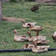 Ohadi ducks resting 