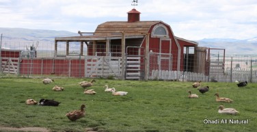 duck barn on Ohadi ranch