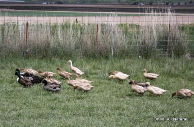 green pastures for free range organic ducks