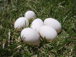 duck eggs laid in the grass